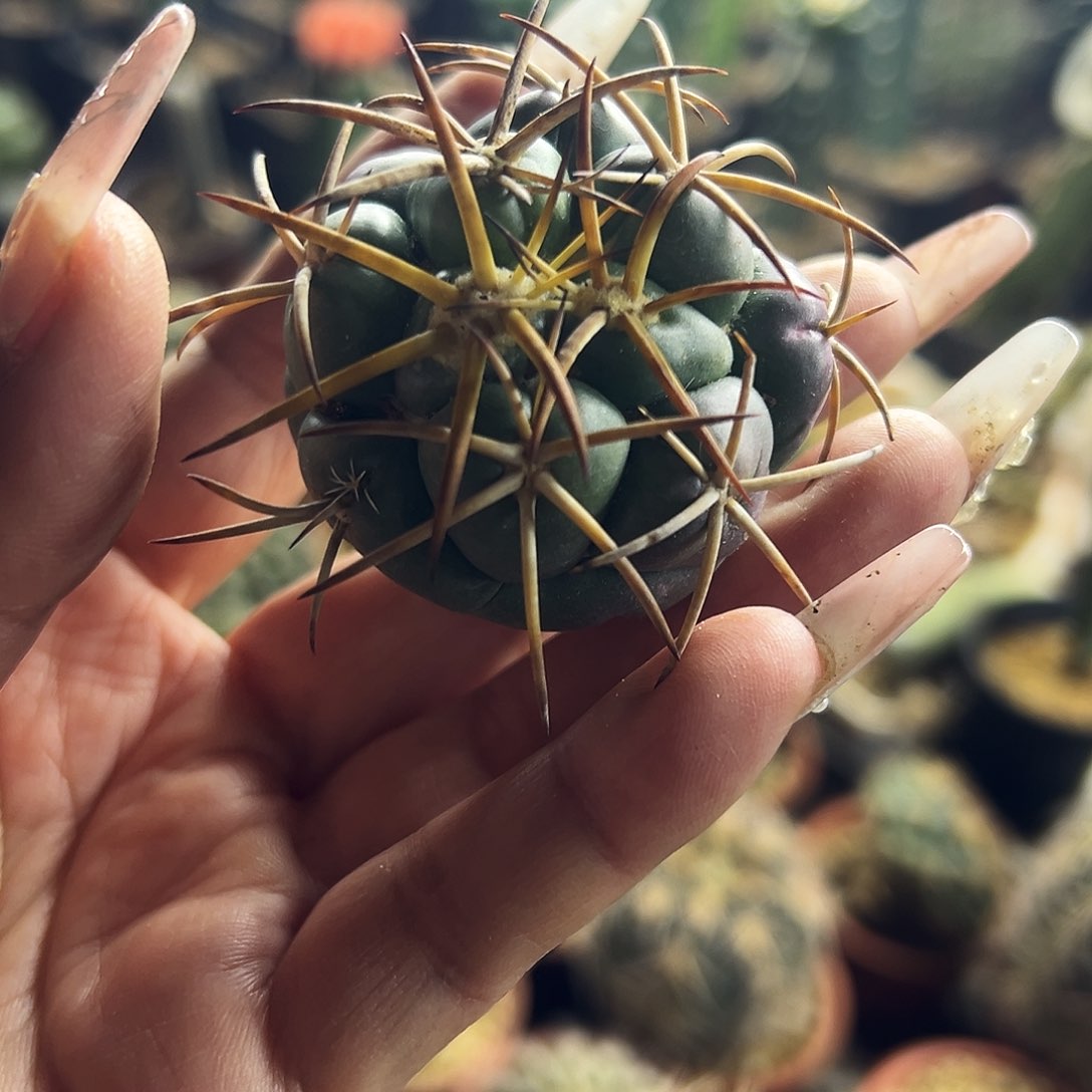 安宅象牙仙人球11111111