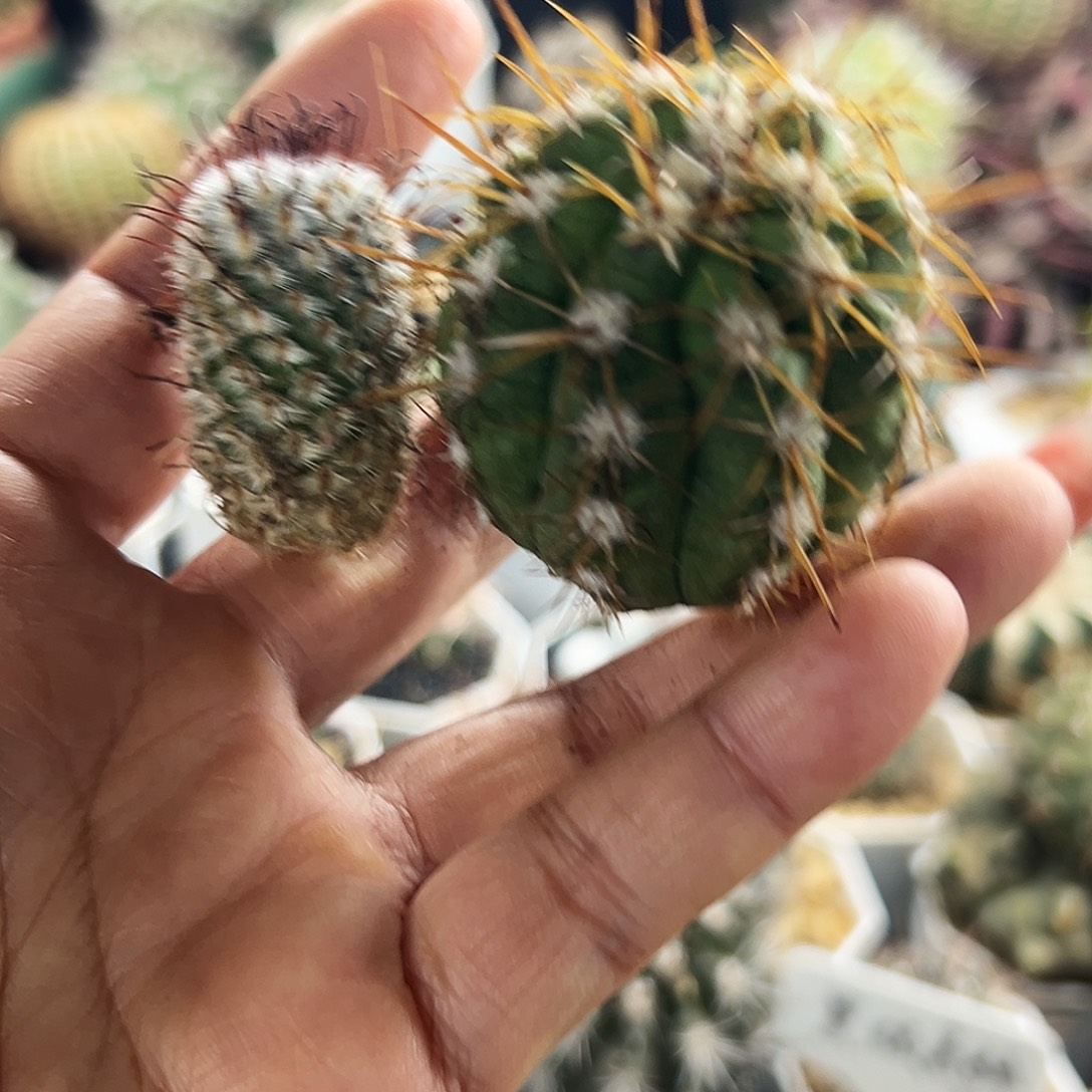 舞龙丸仙人球666666666