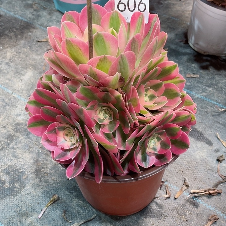 606粉女巫 冠幅18