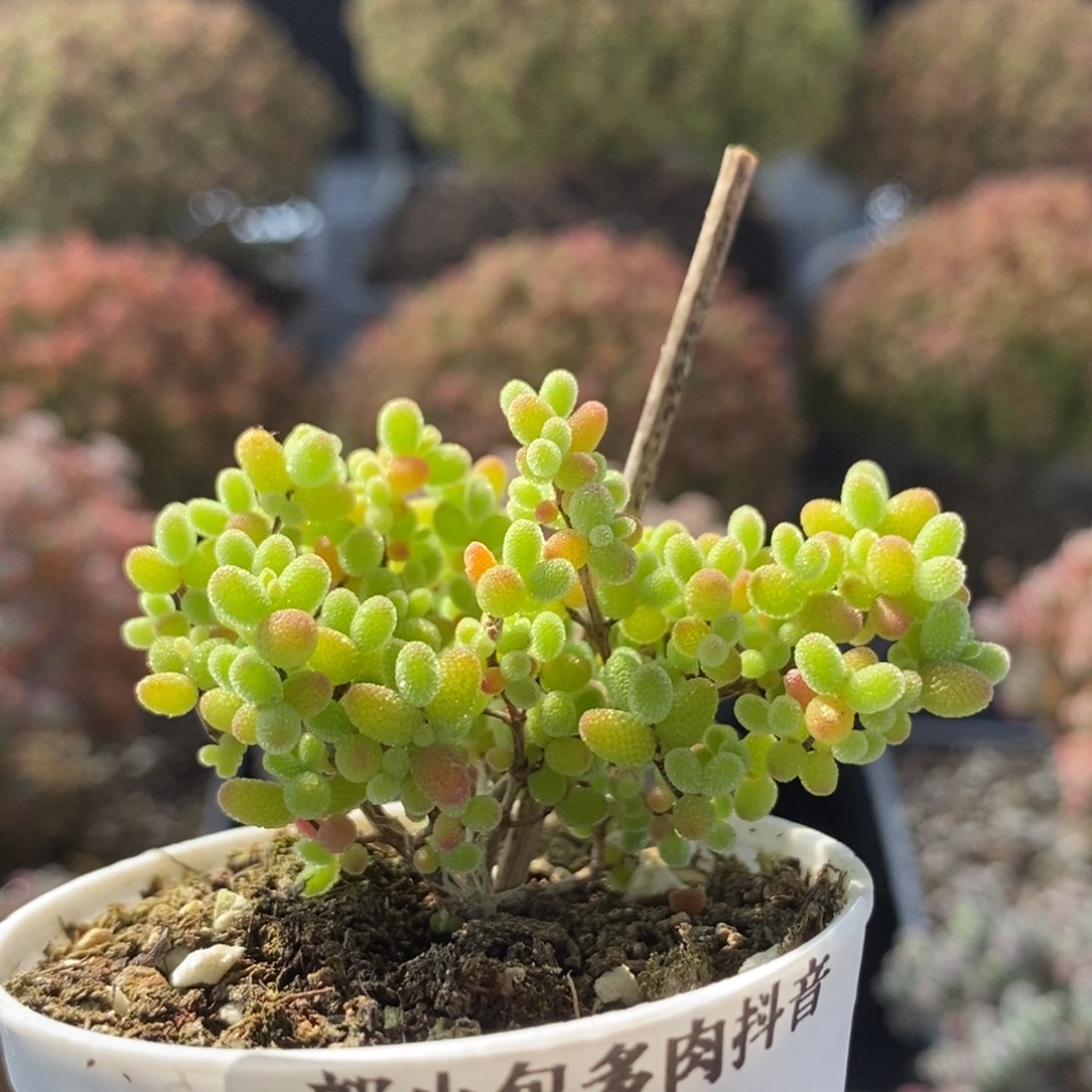 蜜橘糖球5498枝干番杏