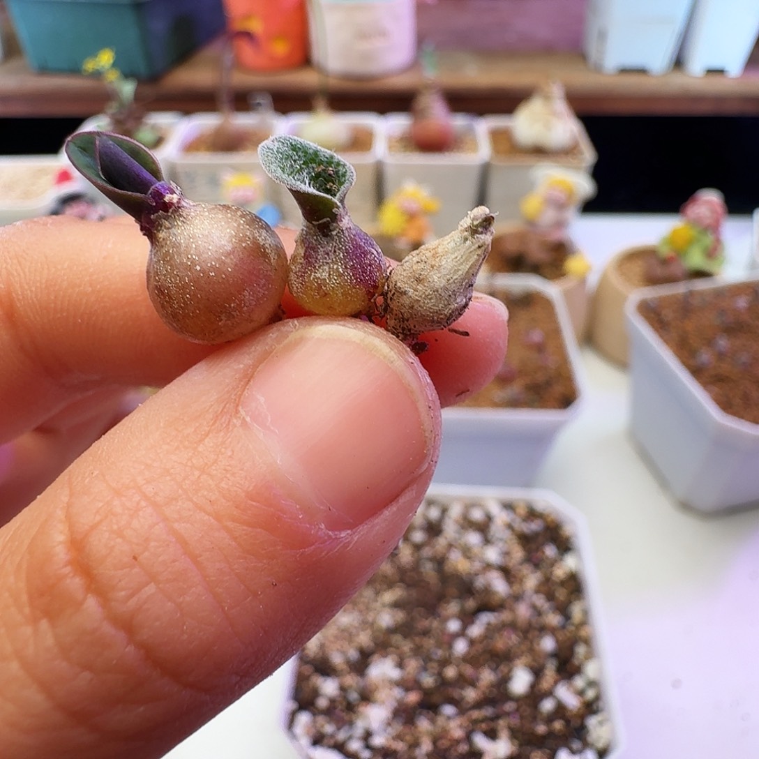 ****琴多肉植物福利肉锥