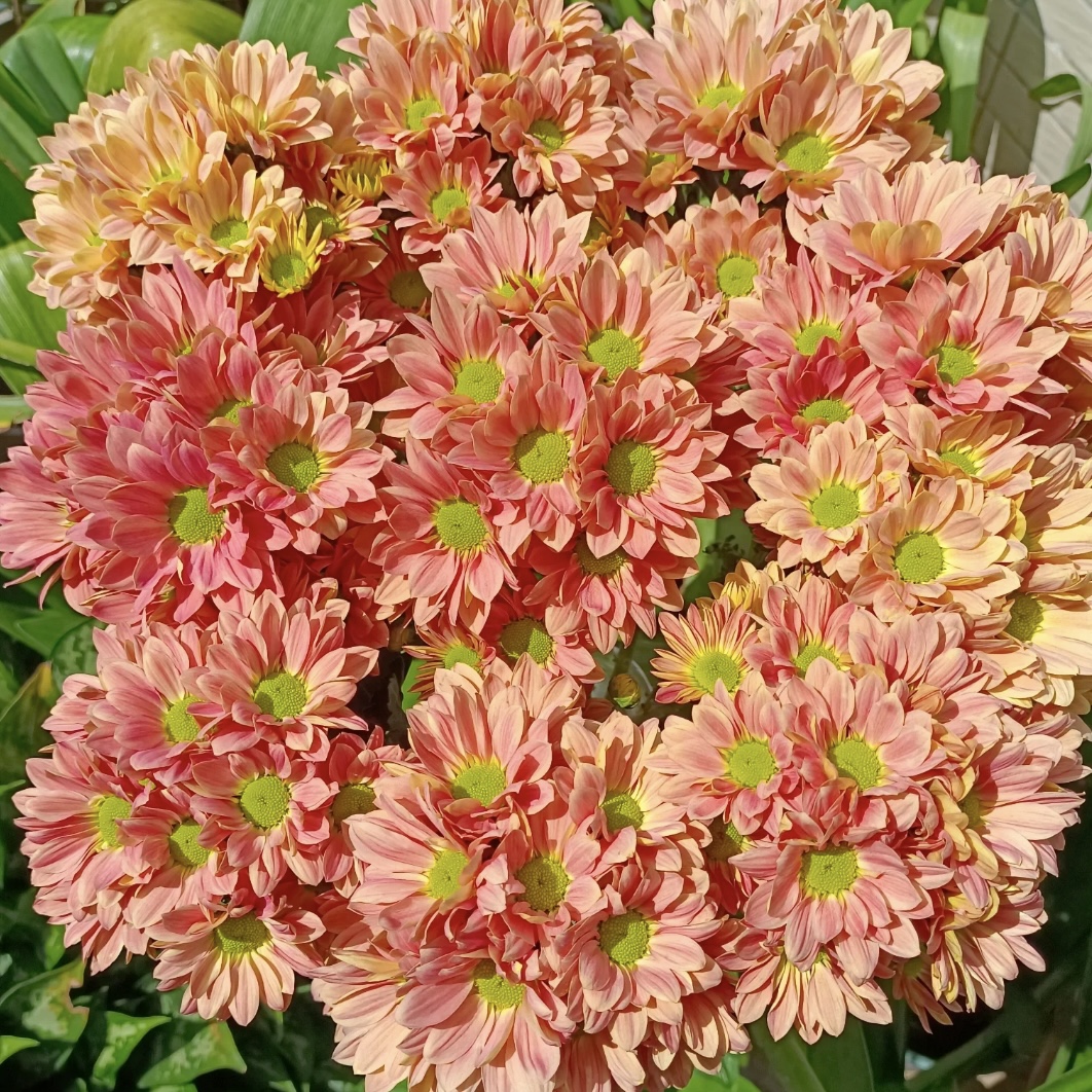 三文鱼小菊花盆栽庭院阳台花卉植物多年生易爆花易养护