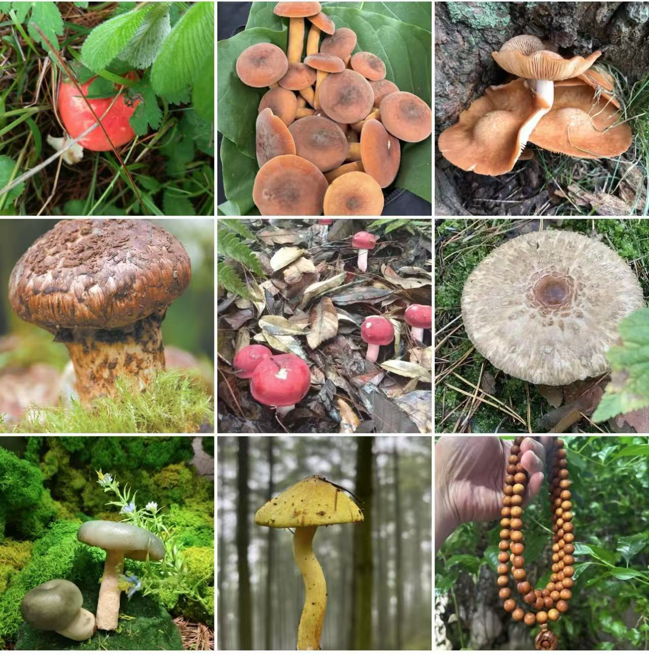 【土特产菇507】净含量60g