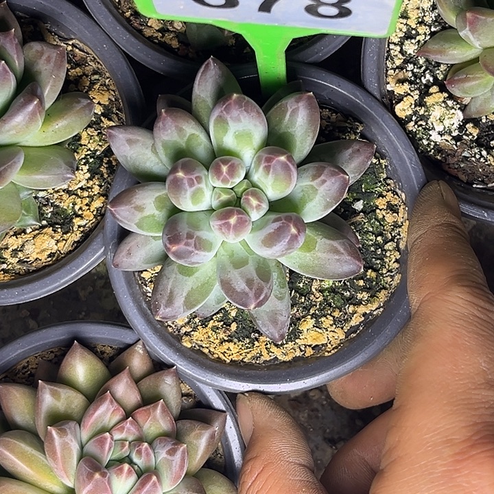 多肉植物申公豹578