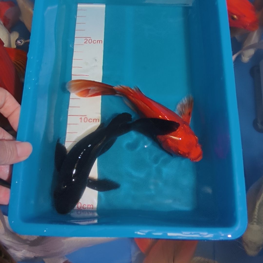 蝴蝶鲤鱼蝴蝶鲤2条