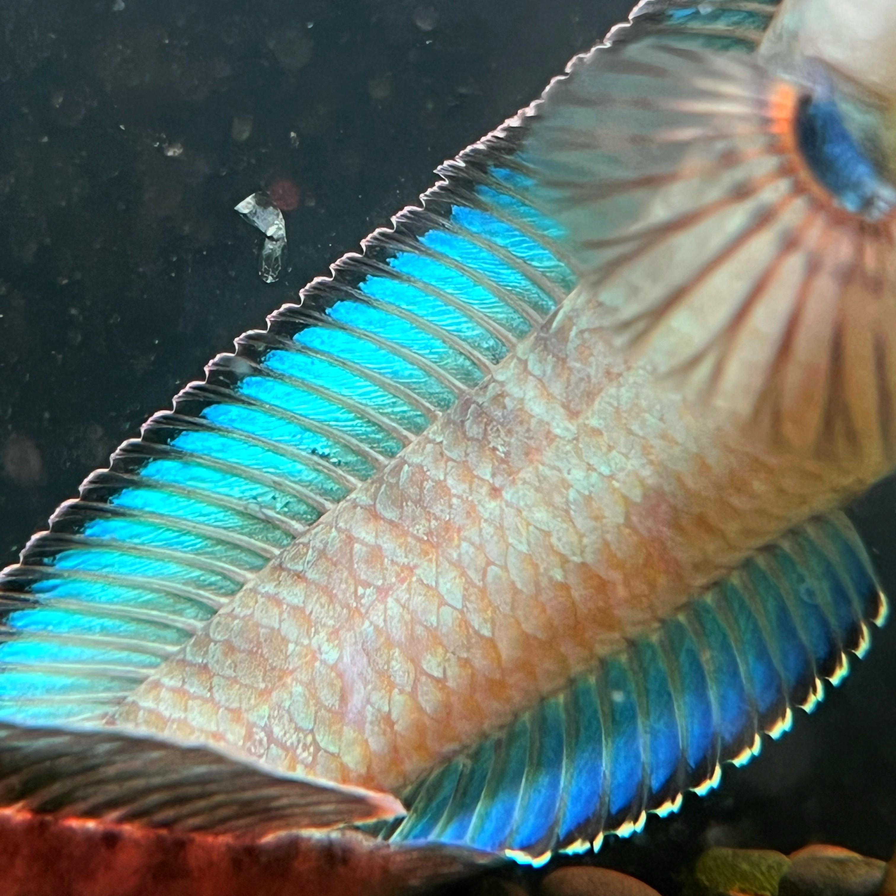 【雷龙鱼直播间专拍】 25 5-13mm 顺丰陆运