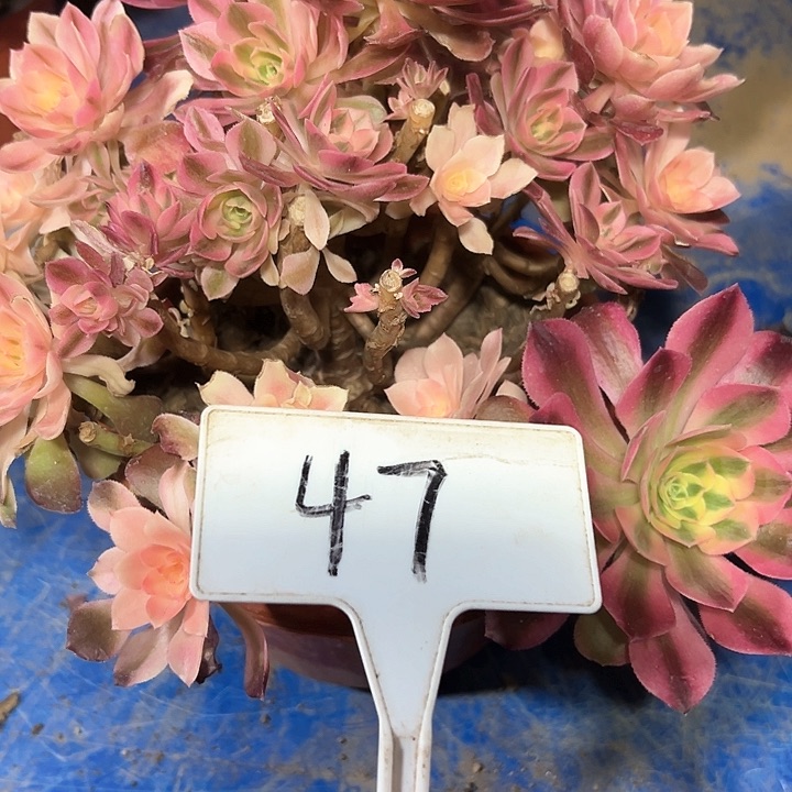 1****7多肉植物香菲法师有砍