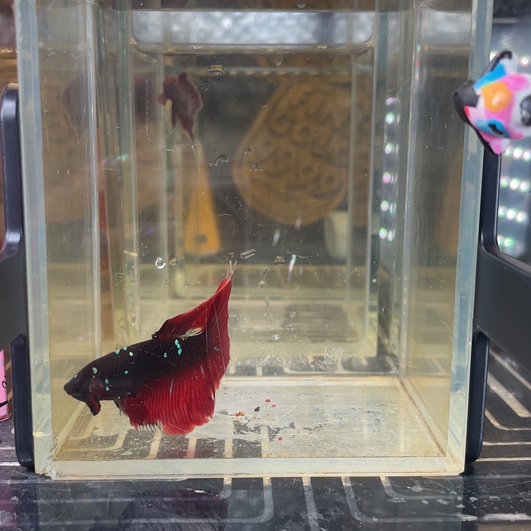 斗鱼2号1210早暗黑半月