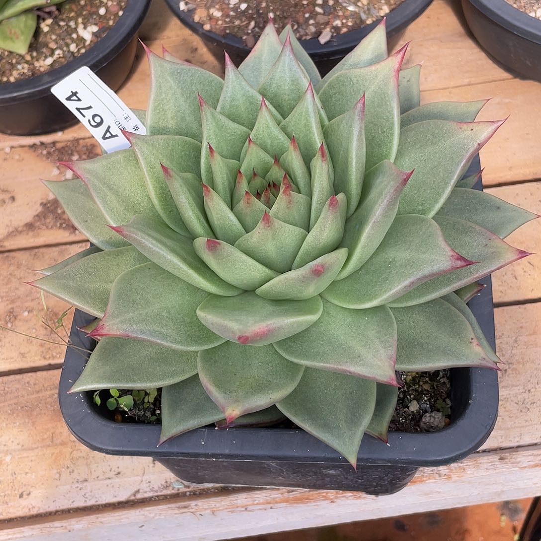 若如东云单拍A674