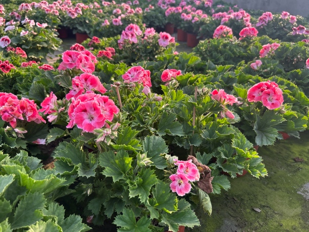 勤花爆花天竺葵大花系列蝴蝶梅