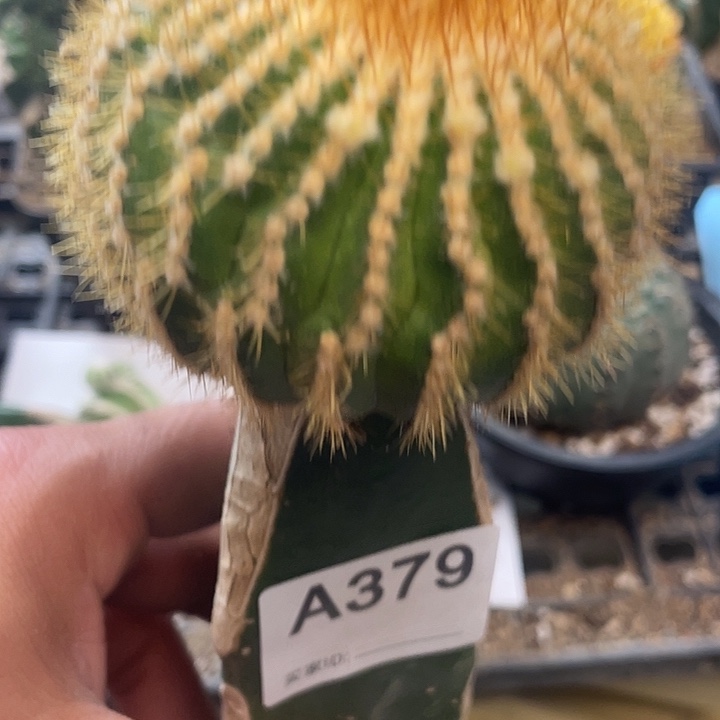 仙人球金刺优博379号
