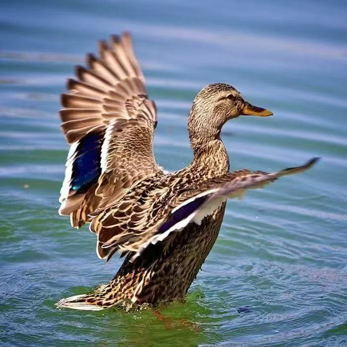 高产麻鸭，绿壳麻鸭