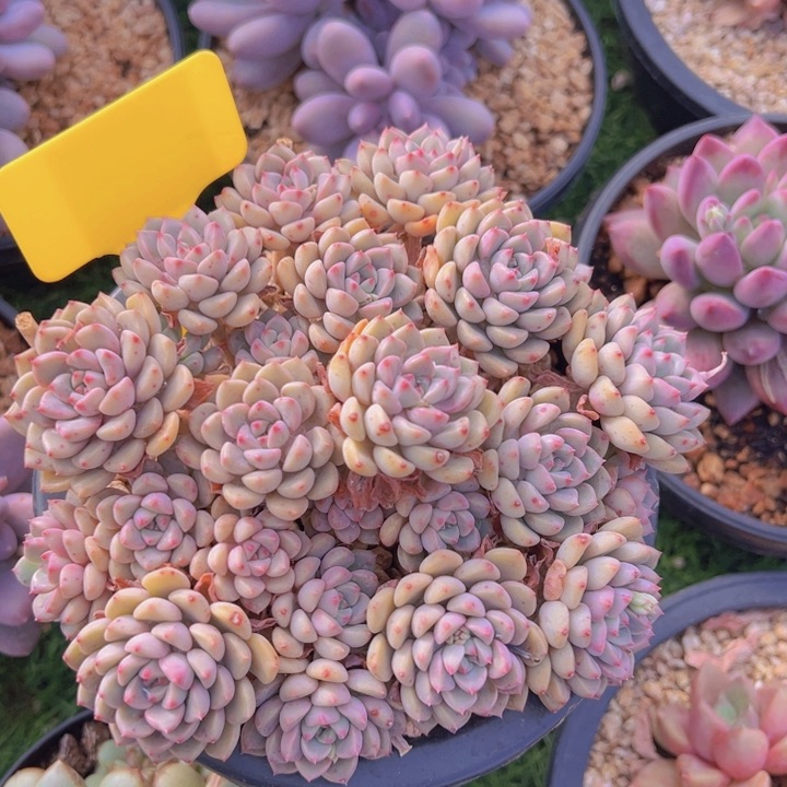 健健康康平平安安