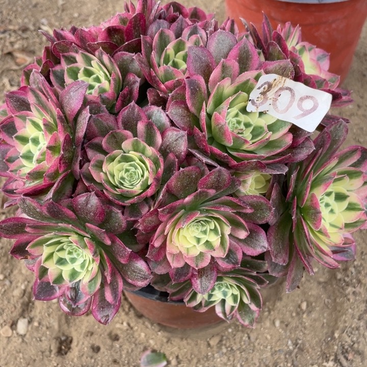 309多肉植物玉姿