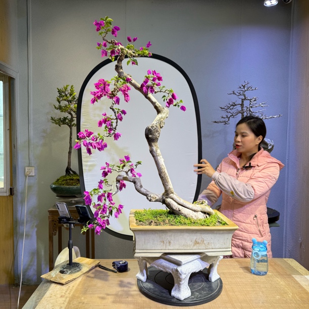 原生老桩小叶紫花三角梅盆景