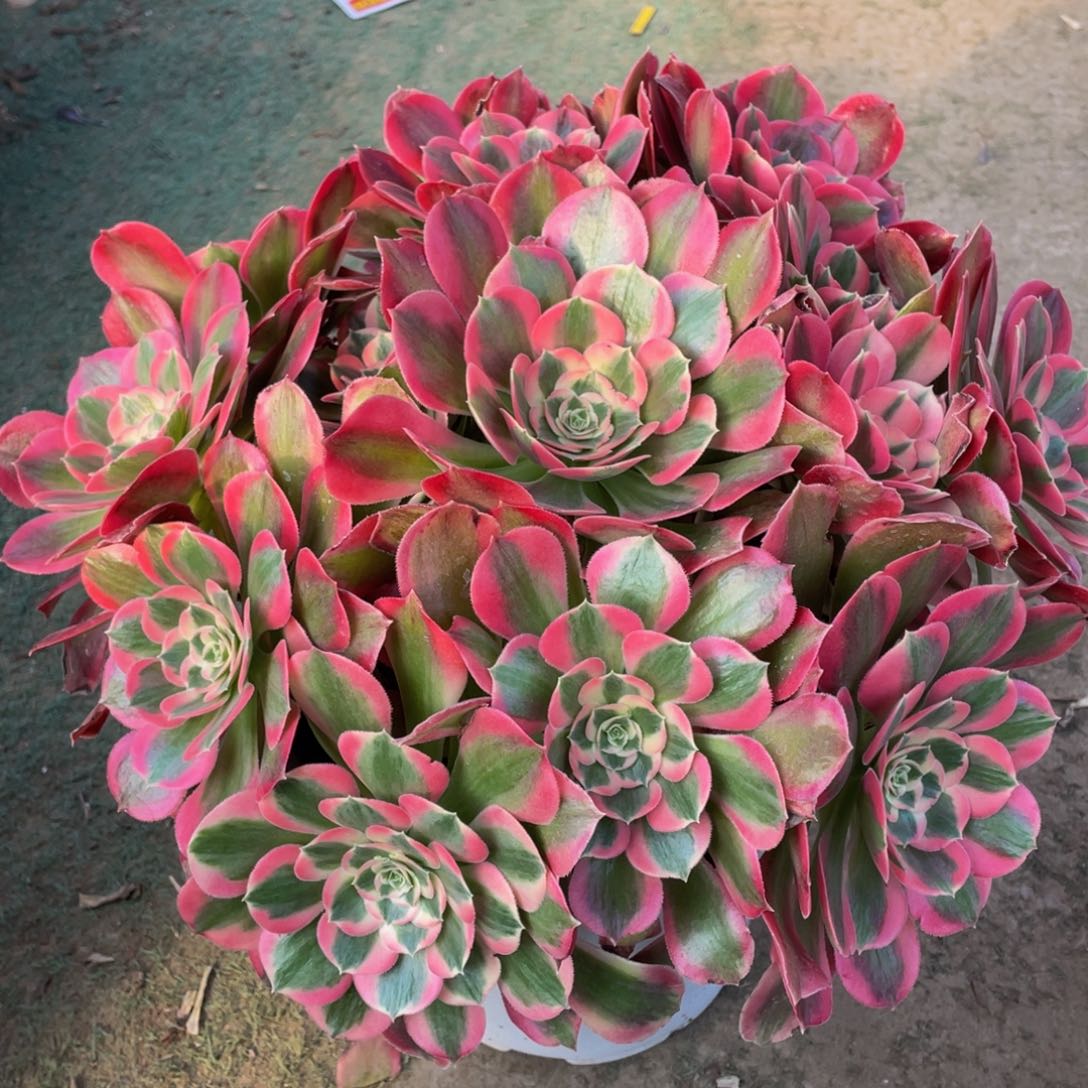 杨*阳222初恋精品法师多肉