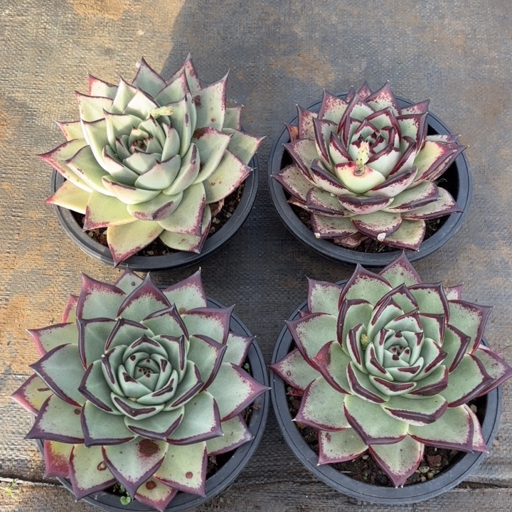 一组乌木。      多肉