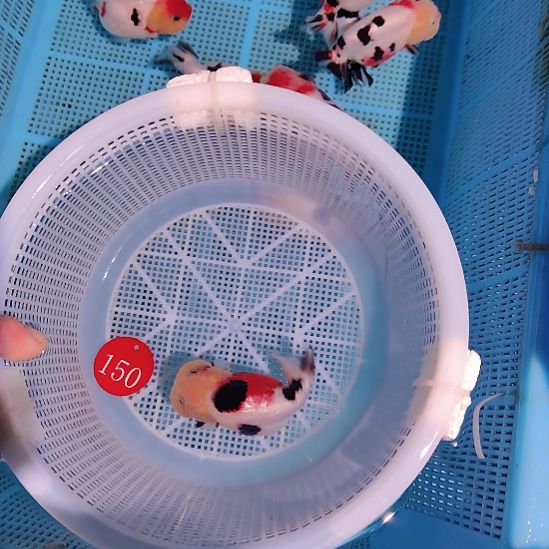 青***皮金鱼150兰寿一条特价顺丰包邮