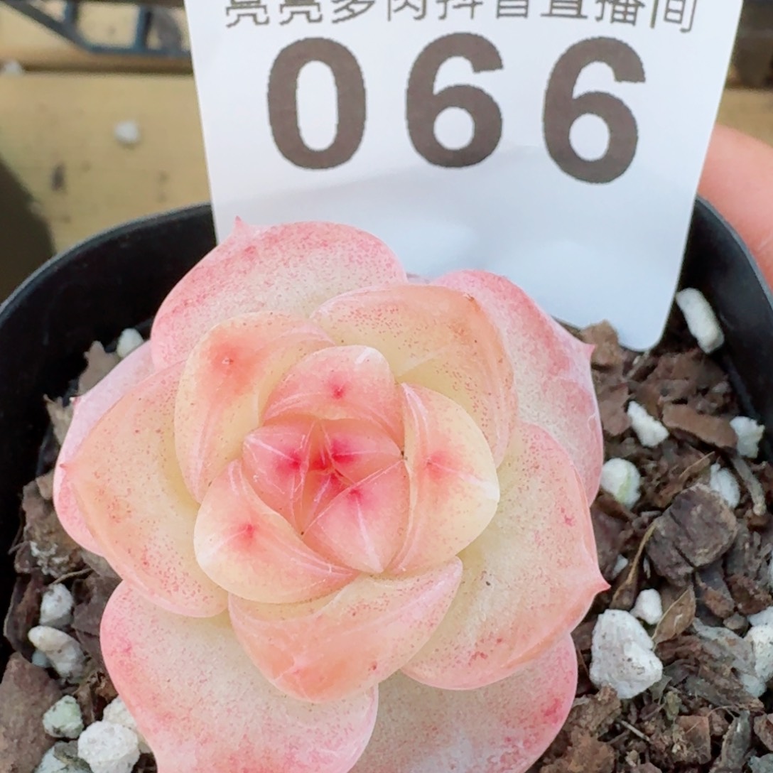 冰淇淋         精品多肉