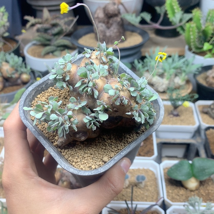 产地大格加厚敦菊带盆