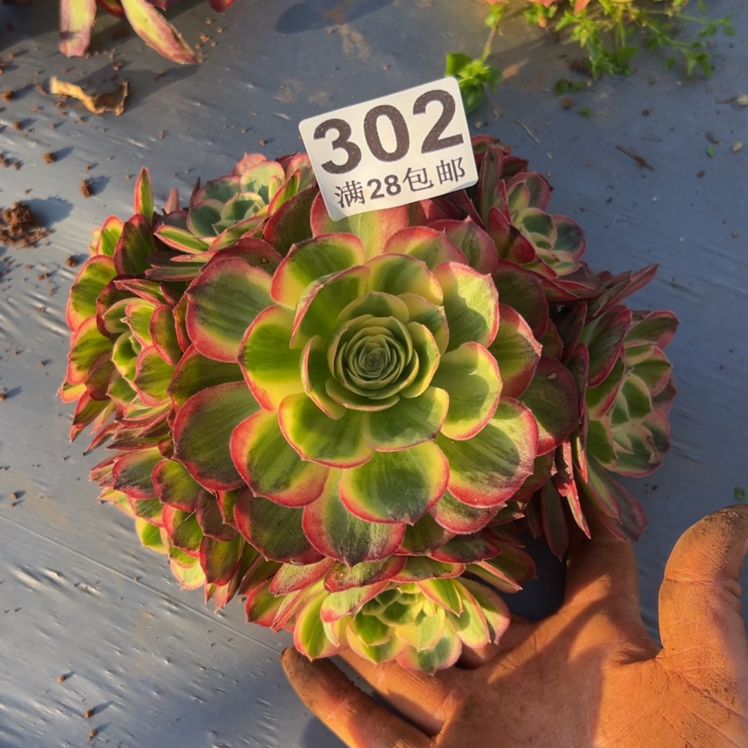 多肉植物302脱土的