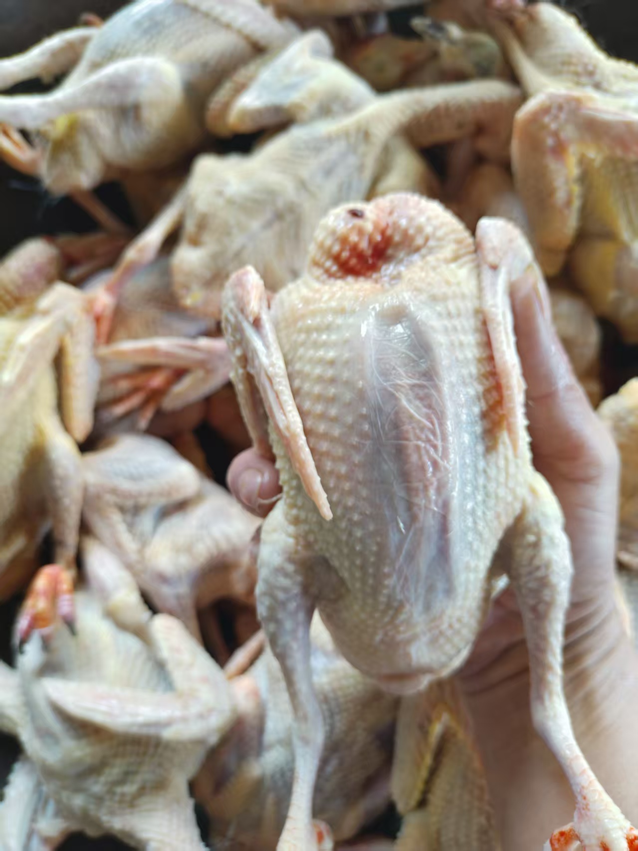 农家散养土鸽子乳鸽新鲜现杀急冻锁鲜