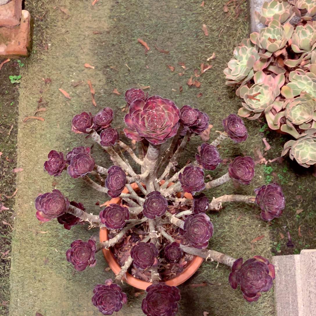 晚霞厚叶酒杯，多肉植物