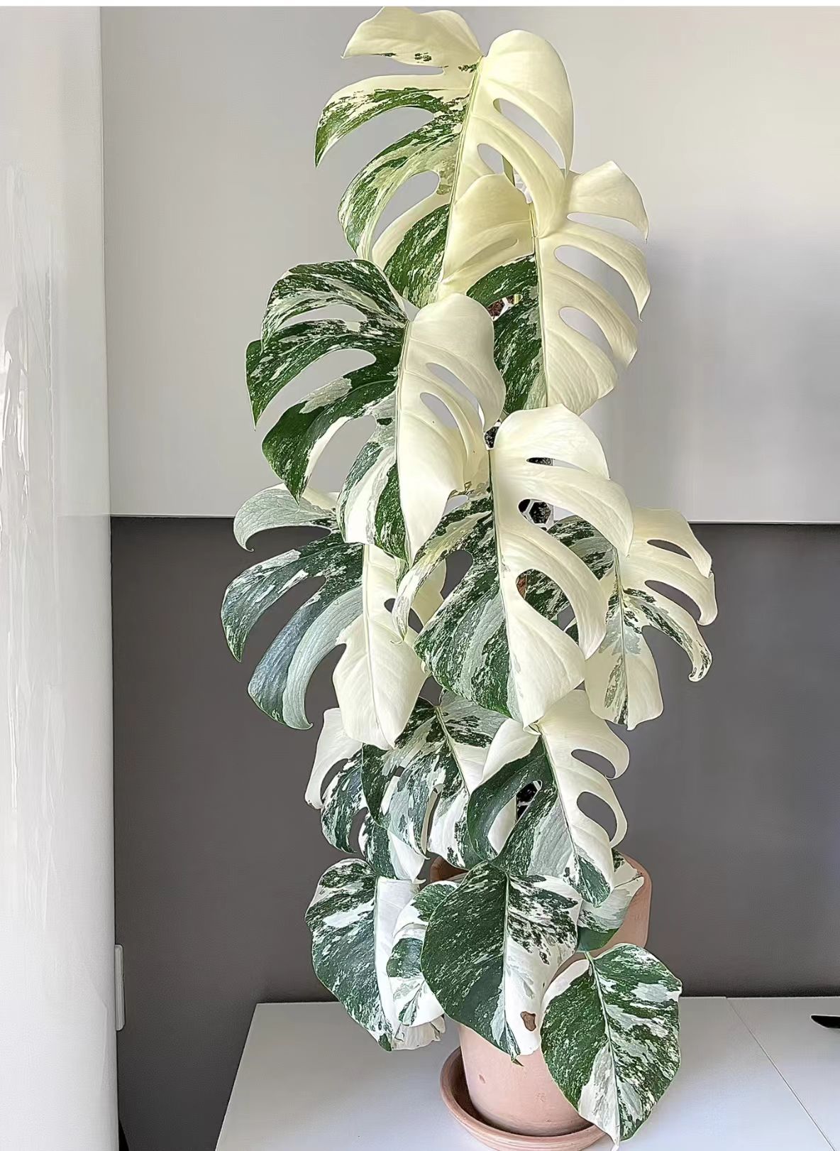 白锦龟背竹（一物一拍直播专属链接）轻微折叶不售后