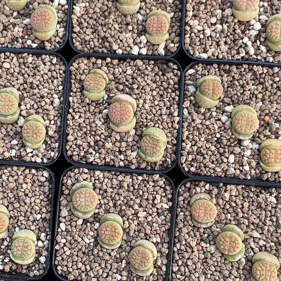 0000量拍黄绿富贵4颗脱土发