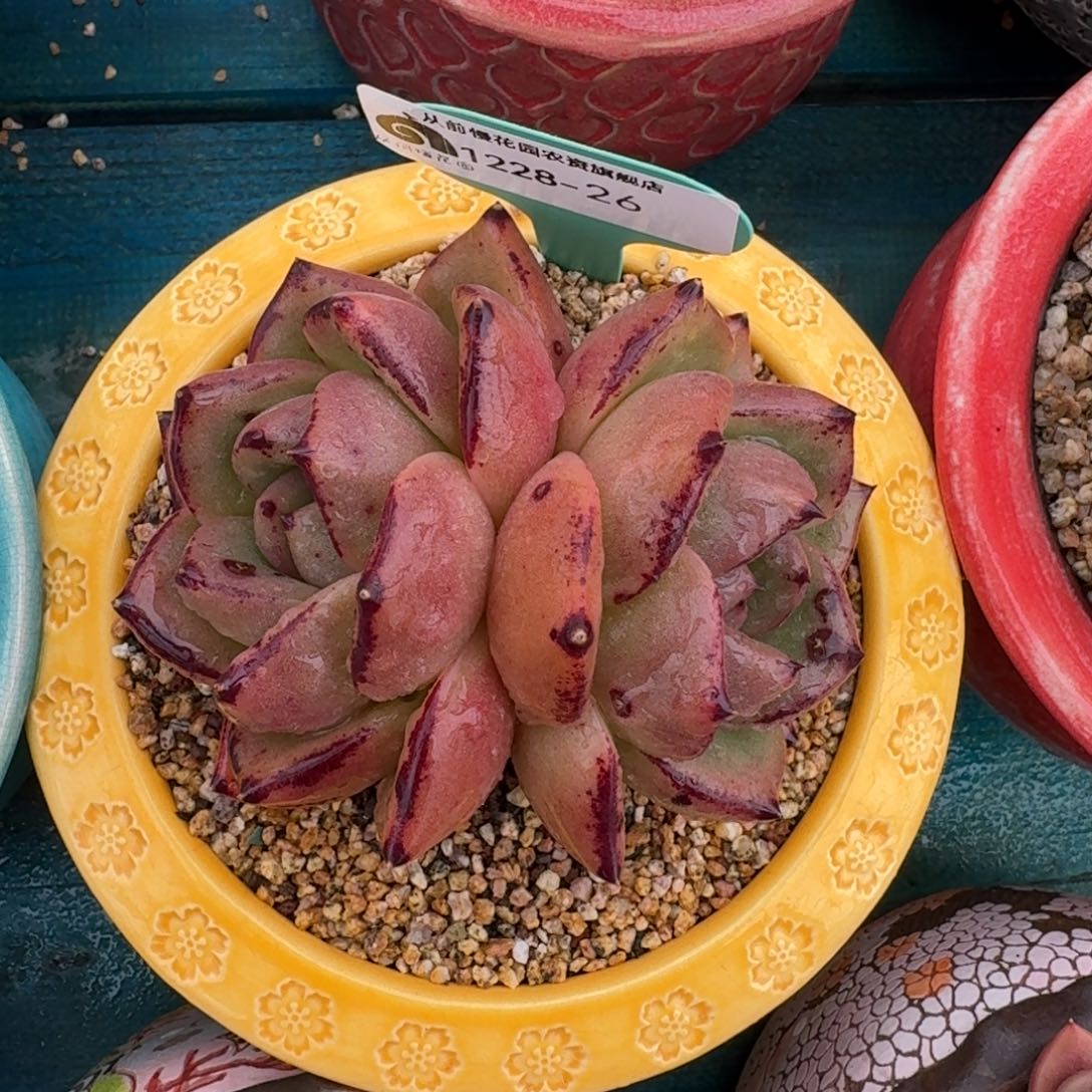 从前慢多肉编号1228-26