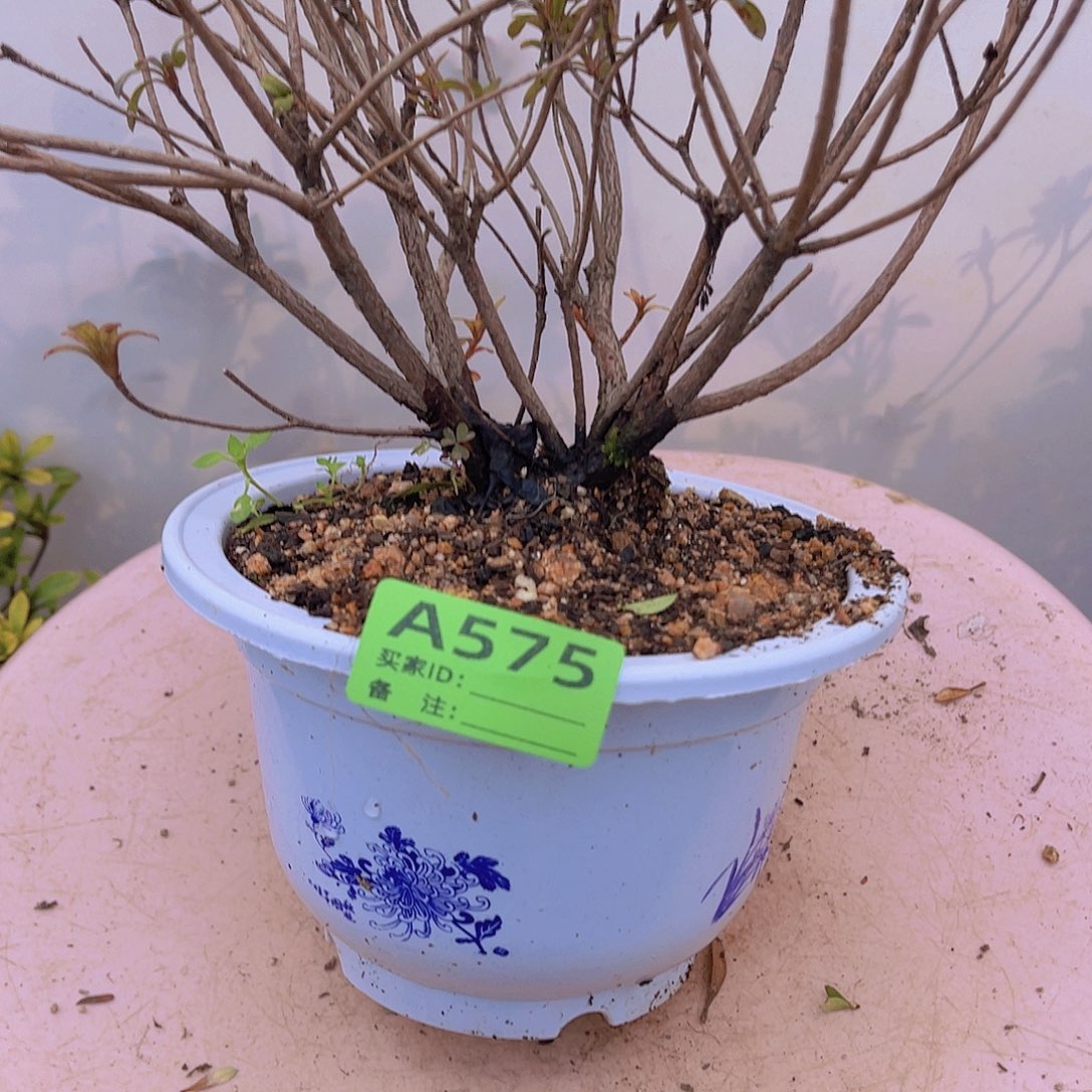 红陶直播时间一直一直