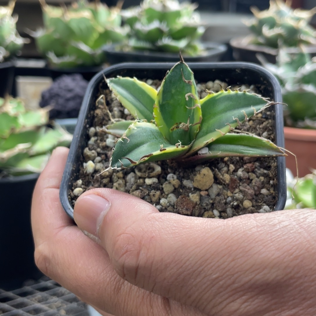 【闪购商品】凱撒黃復輪