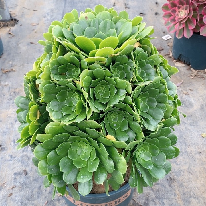 655绿羊绒多肉法师