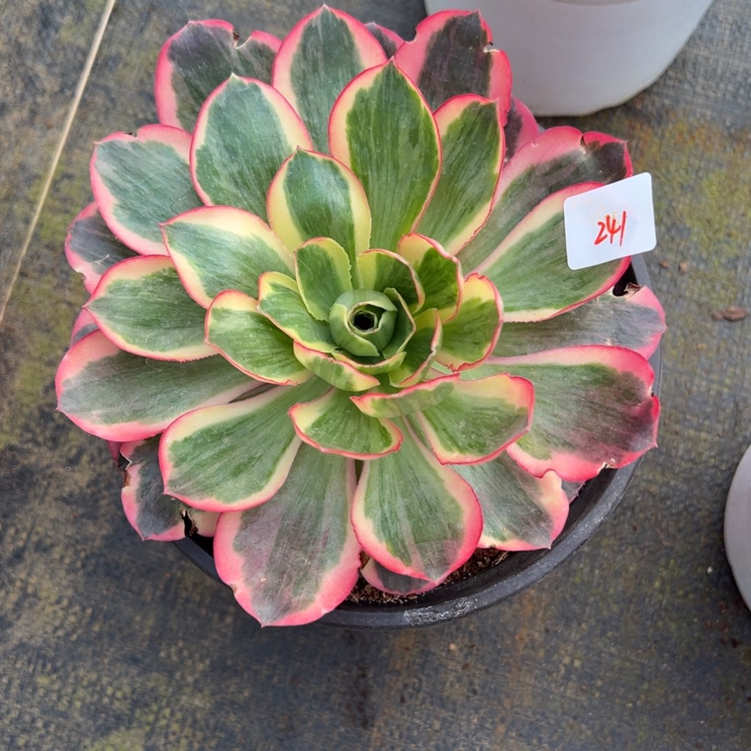 241如意多肉嘻嘻多肉