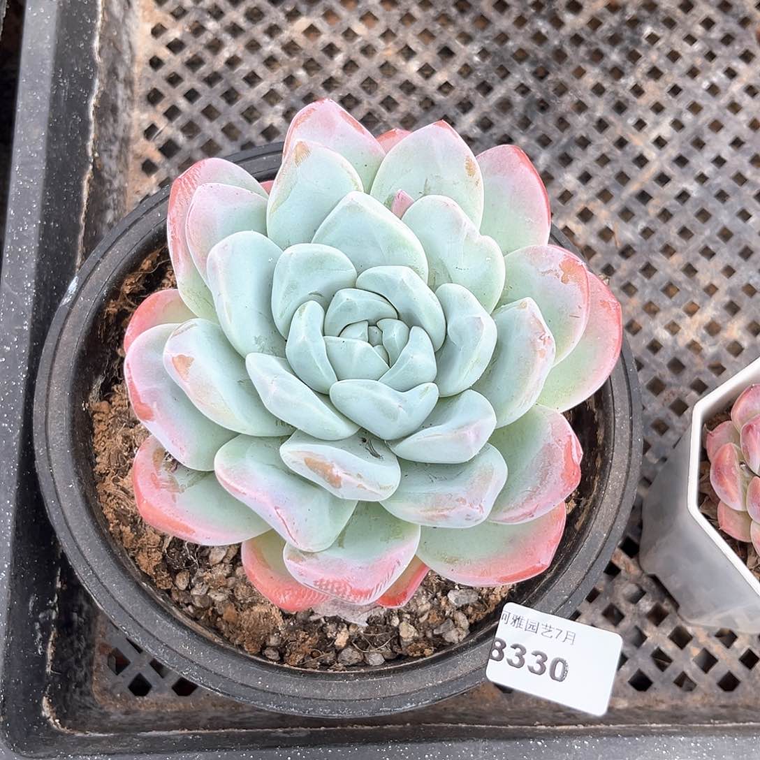 阿雅园艺。         8330冰玉大单