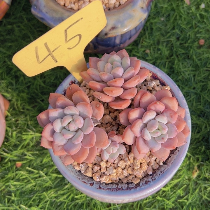 健健康康平平安安