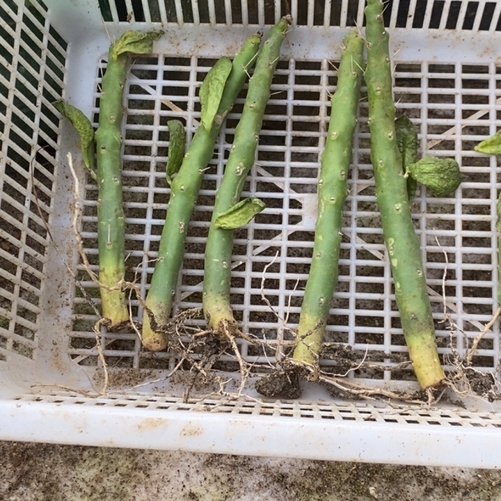 大青叶有根枝条买3送三10厘米