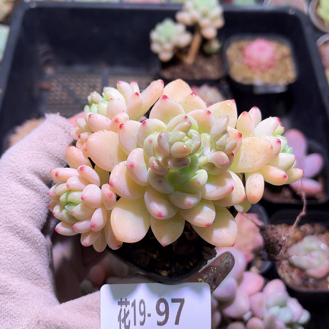 花利美19-97凝脂莲