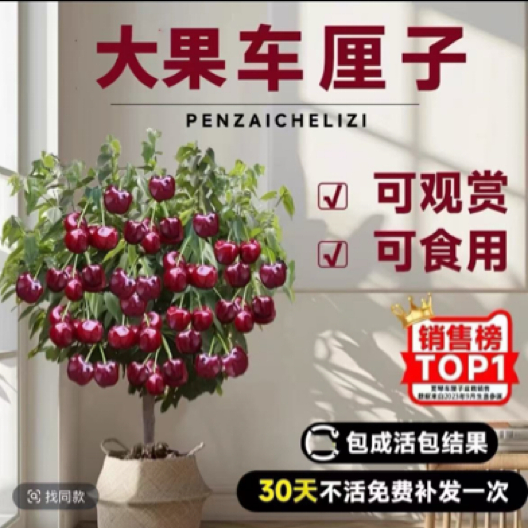 大树苗盆栽地栽南北方种植果树苗