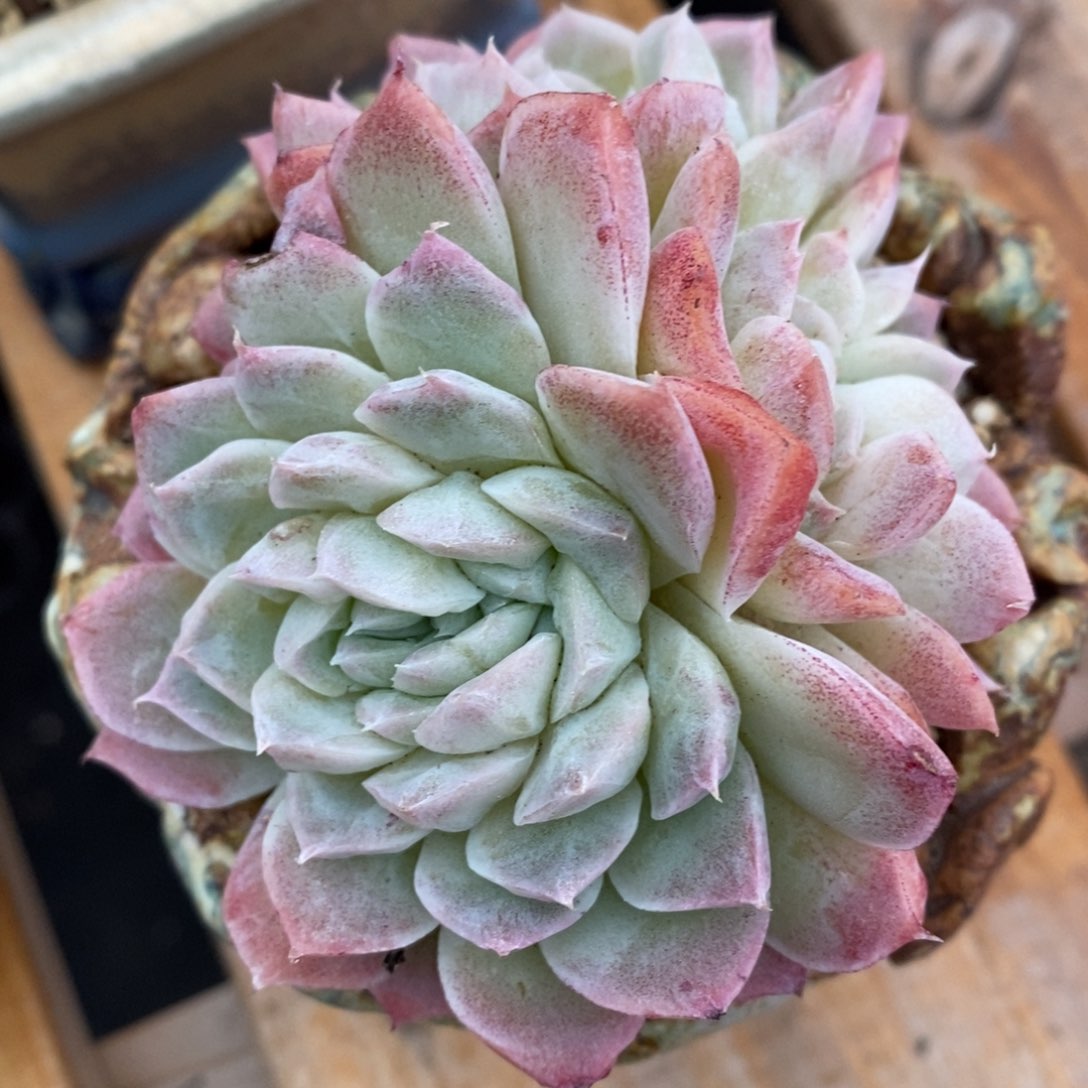 精品多肉一物一拍不包整355