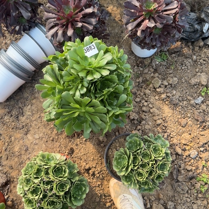 3883绿杨绒清棚处理不包断枝