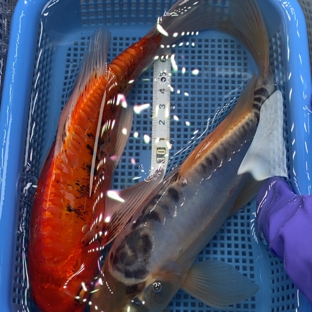 锦鲤冷水锦鲤包邮