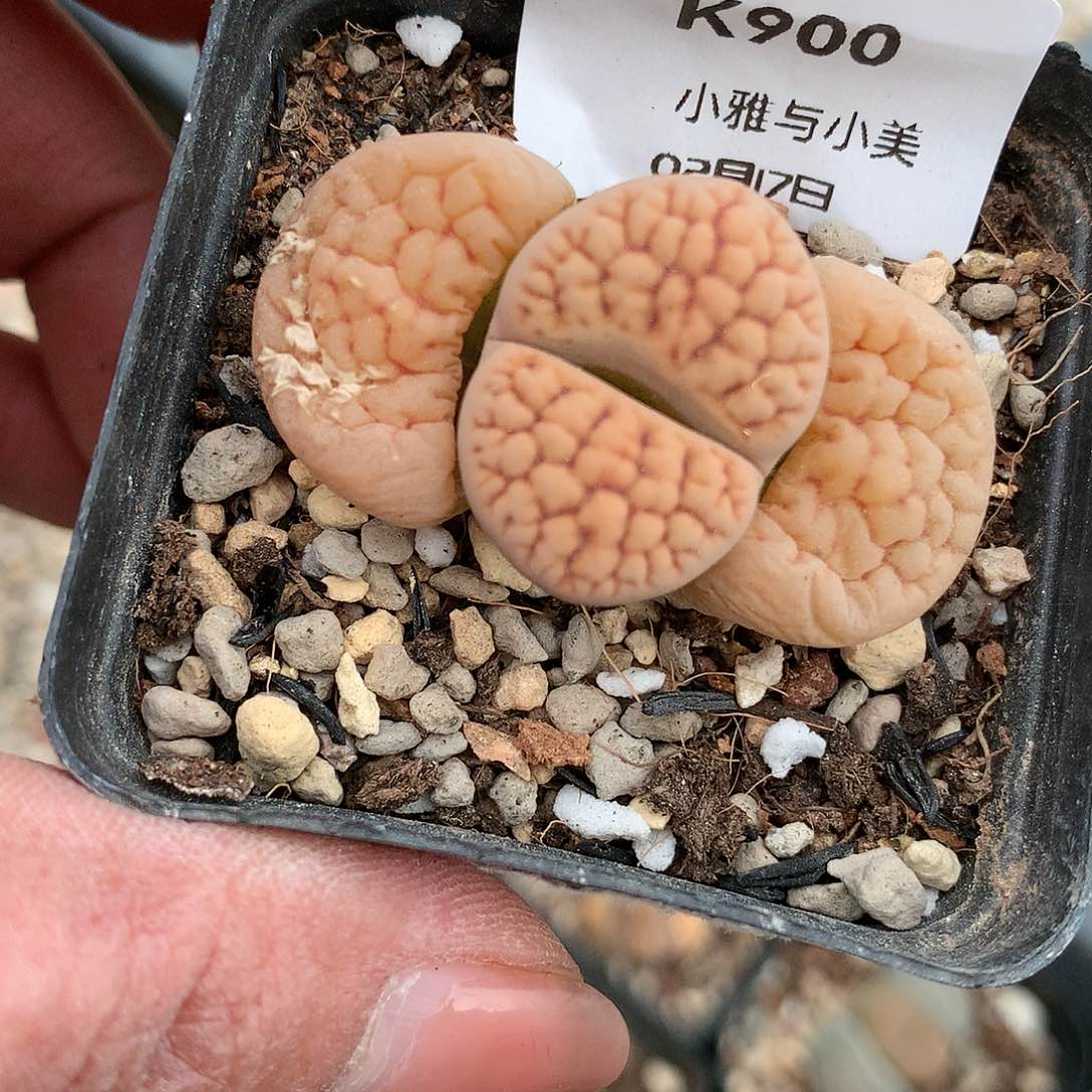 K900多肉植物保护研究所