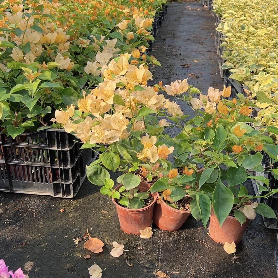 当前无花栽培后可以开花金色光辉掌中宝一颗