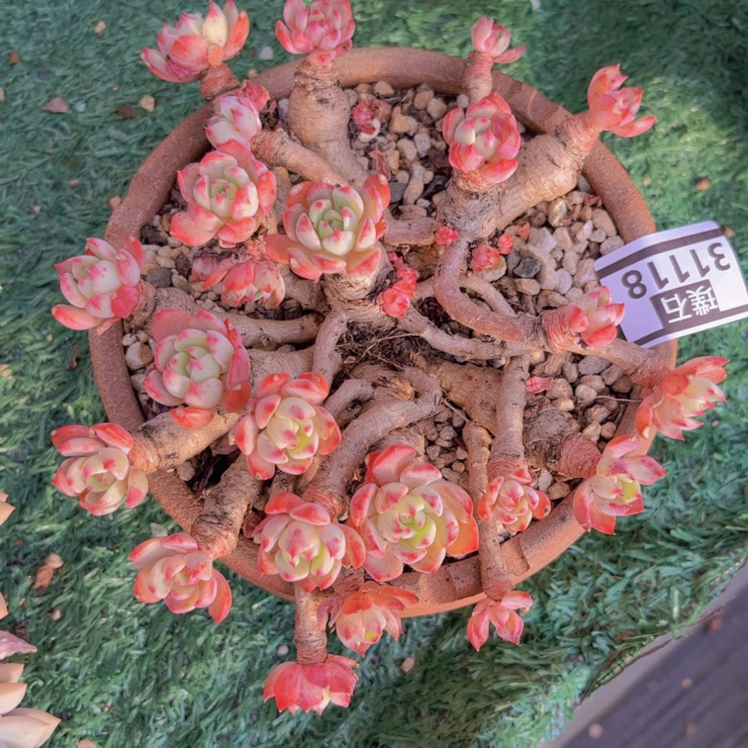 娜娜小沟31118多肉植物