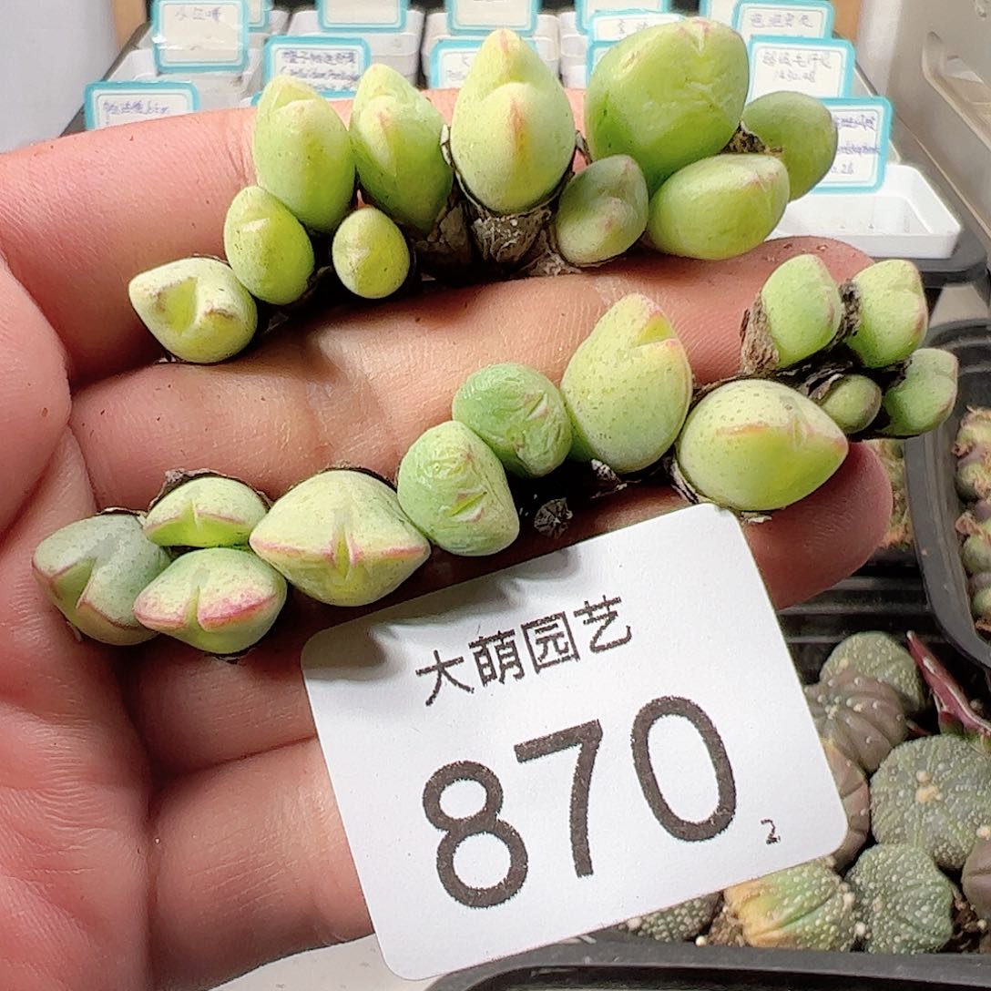 0000870 一物一拍……