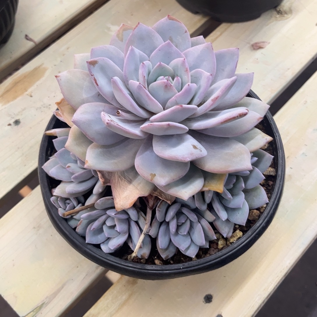 云***。多肉植物多肉植物