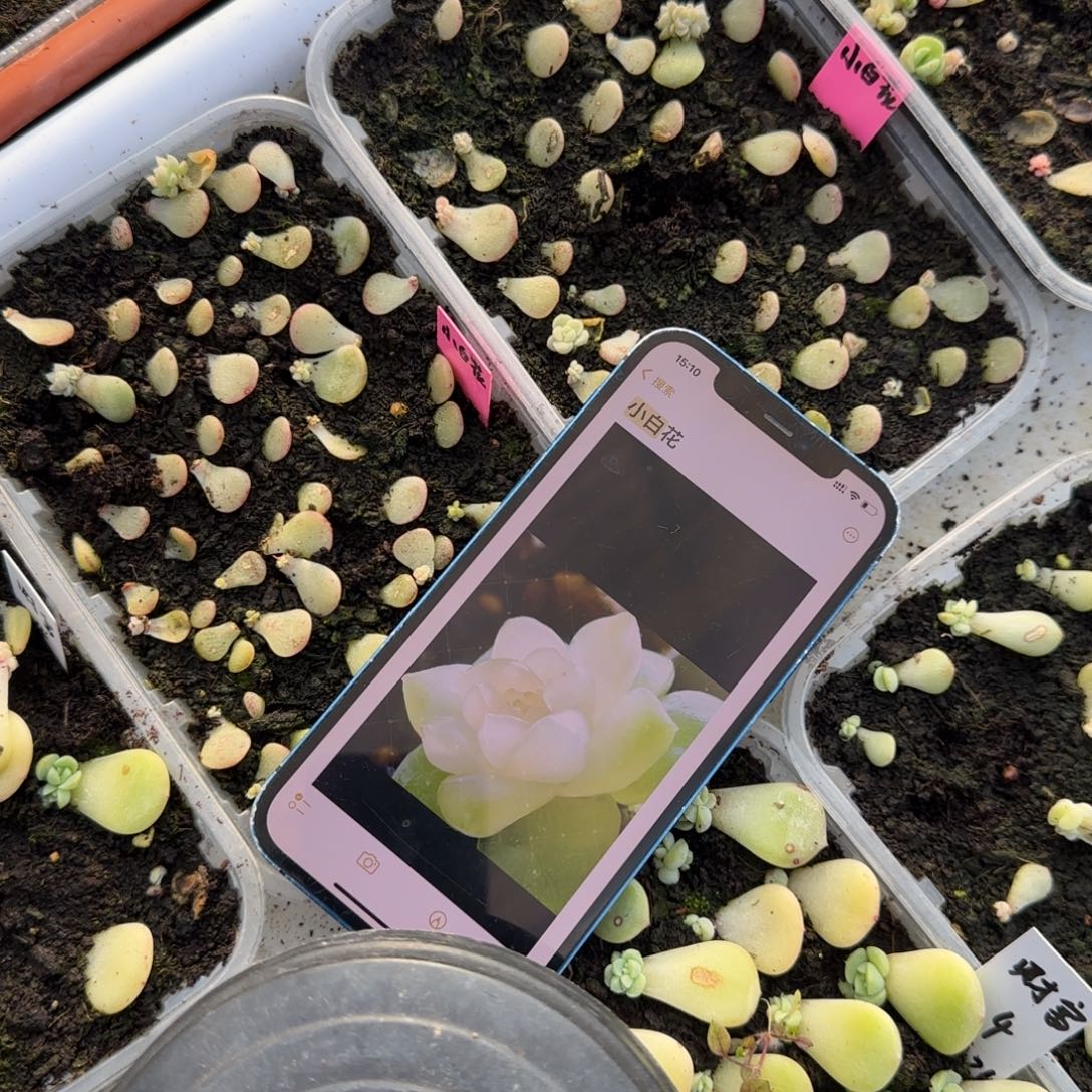 小白花芝麻穴一个满25包邮