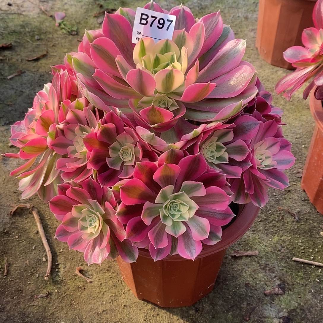 女巫多肉植物797