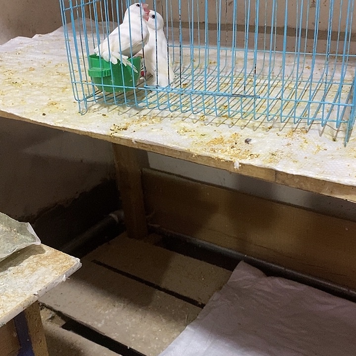 文鸟韩*白文母两只